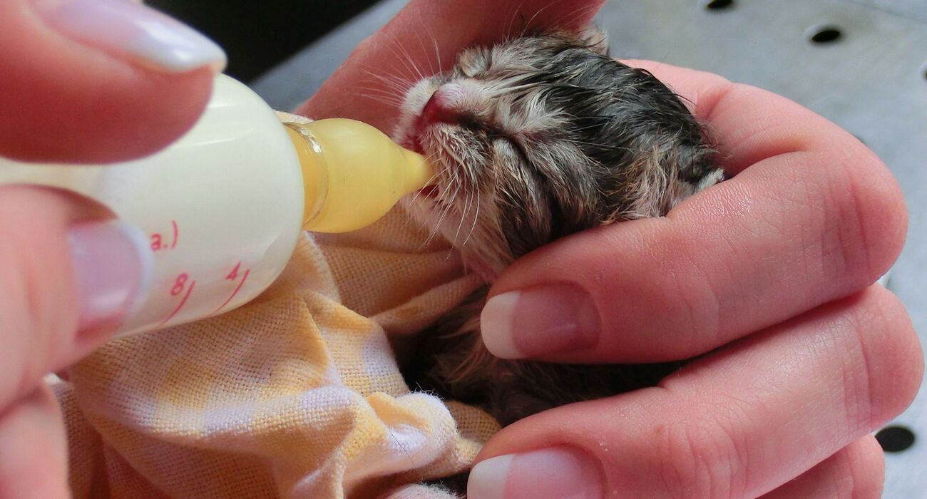 Ein neugeborenes Katzenbaby bekommt Milch aus der Flasche