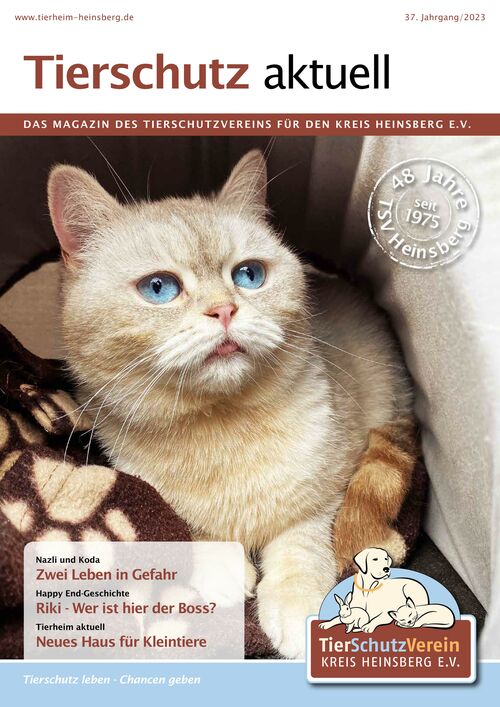Titelbild des Magazins Tierschutz aktuell 2023 mit einer hellen Katze, die die Zunge ein wenig herausstreckt und auf einer Decke sitzt.